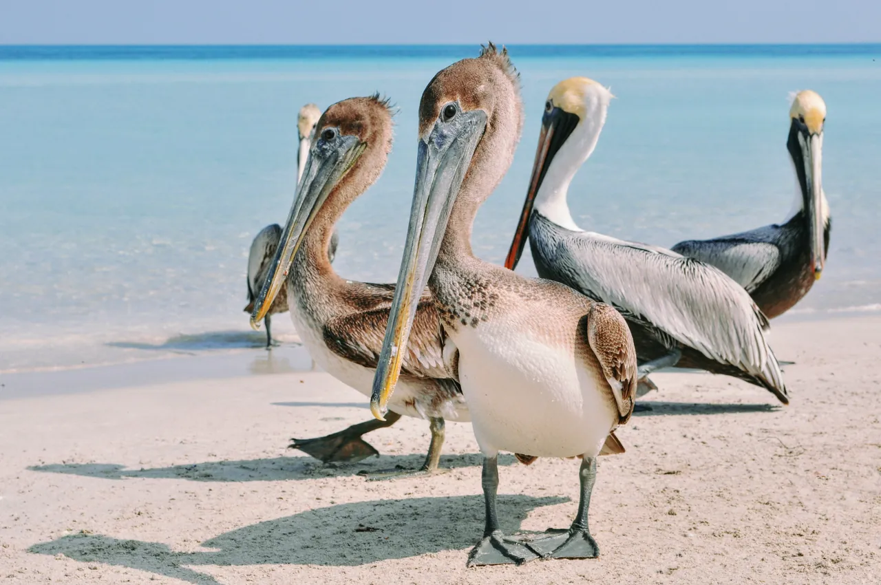 Pelicans on the beach. Photo by Bodega.